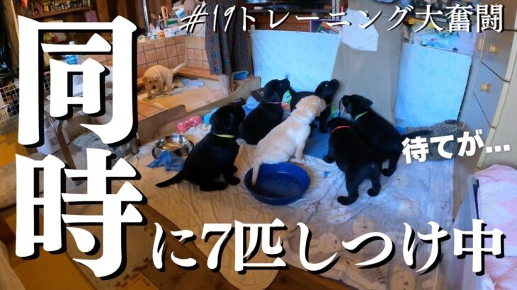 【生後51日目】子犬のしつけトイレ大混乱&お座り編