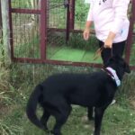 第6回犬のしつけ教室④