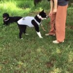 第6回犬のしつけ教室②
