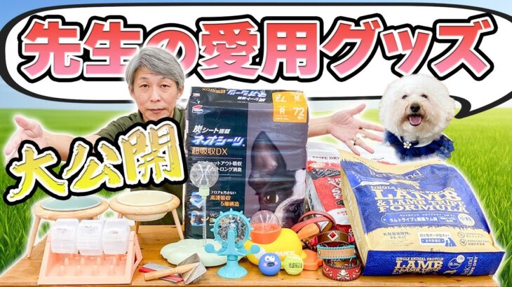 ドッグトレーナーが本気で愛用中！おすすめ犬グッズ7選🐶✨【犬のしつけ】