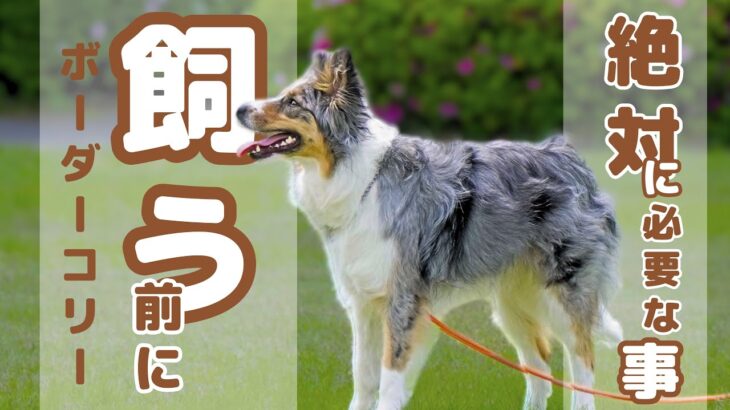 愛犬の飼い方しつけ&飼う前に絶対知っておきたい7つのポイント