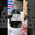 完食するチワワと簡単トレーニング｜りんご🍎のごはんタイム #9 Clean Plate Chihuahua & Simple Training | Ringo’s Mealtime #shorts