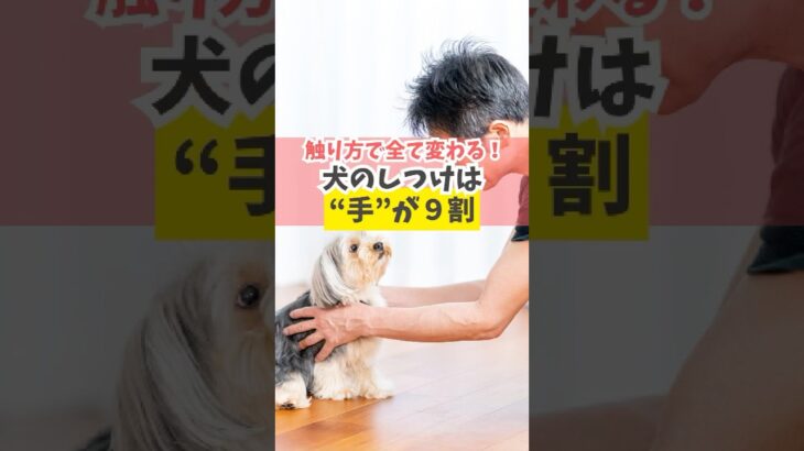 触り方ひとつで激変♪犬のしつけは“手”が9割#犬のいる暮らし #dog #shorts