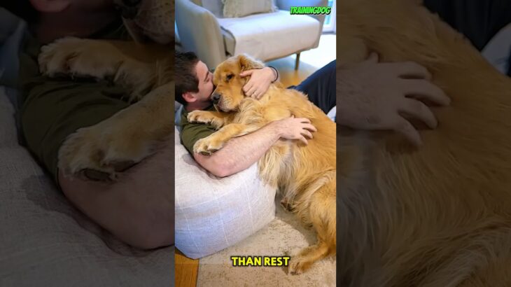 ❤️ A Dog’s Peace Beside Its Human #dog #germanshepherd #puppy #k9 #dogtraining #pets