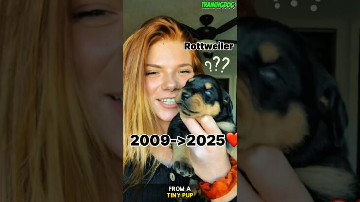 ❤️🐕After 14 years puppy rottweiler 💤 #dog #rottweiler #belgianmalinois #k9 #dogtraining