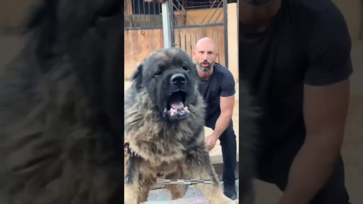 Caucasian Shepherd dog is a serious guardian dog breed