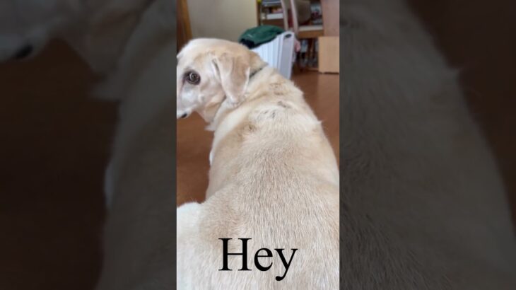 Good boyな犬　#labrador #good #いぬ #ラブラドールレトリバー #dog #goodboy #rabu #いぬのいる生活 #どうぶつの森 #しつけ #大型犬