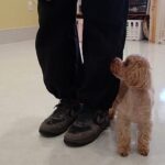 犬の幼稚園 MALUちゃんとトレーニング