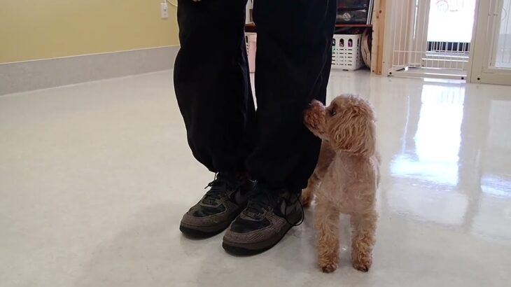 犬の幼稚園 MALUちゃんとトレーニング
