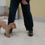 犬の幼稚園 MALUちゃんとトレーニング