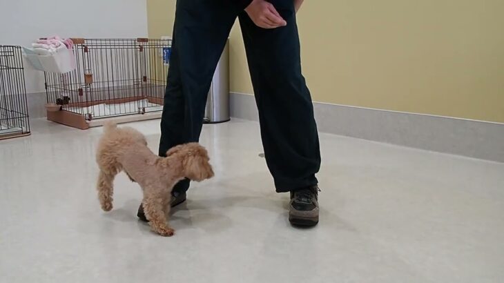 犬の幼稚園 MALUちゃんとトレーニング