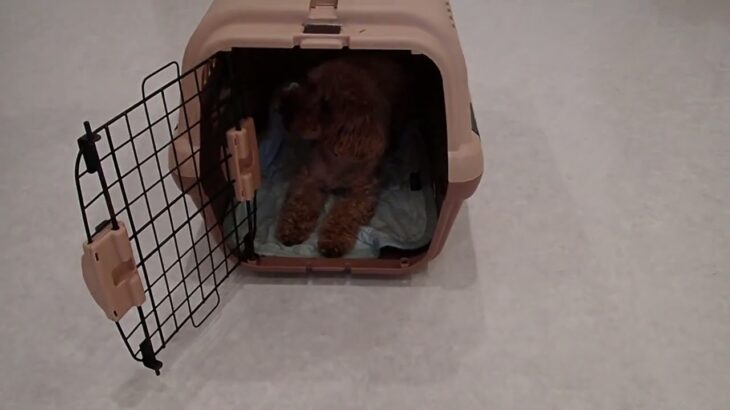 犬の幼稚園 MALUちゃんとトレーニング
