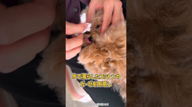 わんちゃんの目ヤニは放っておくのは…超NG！しっかりしたお手入れで愛犬の健康を維持！
