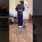 子犬のトイレのしつけで新米飼い主さんがよくしてしまうNG行動3選　#犬のしつけ #犬のしつけ教室 #犬のしつけ相談 #shorts