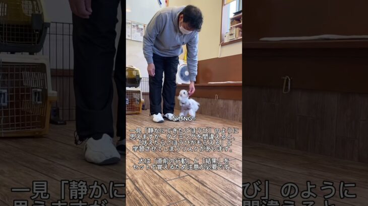 家の外から聞こえる音、人の声に吠える犬へのNG対応5選❗️ #犬のしつけ #犬のしつけ教室 #無駄吠え#犬のしつけ相談 #shorts