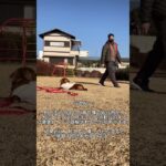 散歩中に他の犬に吠えてしまった時のNG対応　5選。　#犬のしつけ #犬のしつけ教室 #犬のしつけ相談 #お散歩中の吠え#shorts