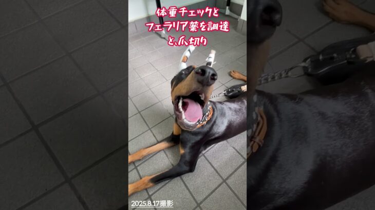 動物病院では・・・。#Nina#ドーベルマンニーナ#doberman nina#犬のいる暮らし#ドーベルマン生後7ヶ月♀#しつけ中#ドーベルマン#大型犬との暮らし#可愛い#信頼関係