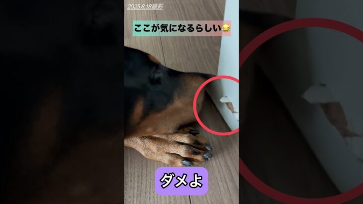 気になる・・。#Nina#ドーベルマンニーナ#doberman nina#犬のいる暮らし#ドーベルマン生後7ヶ月♀#しつけ中#ドーベルマン#大型犬との暮らし#可愛い#信頼関係