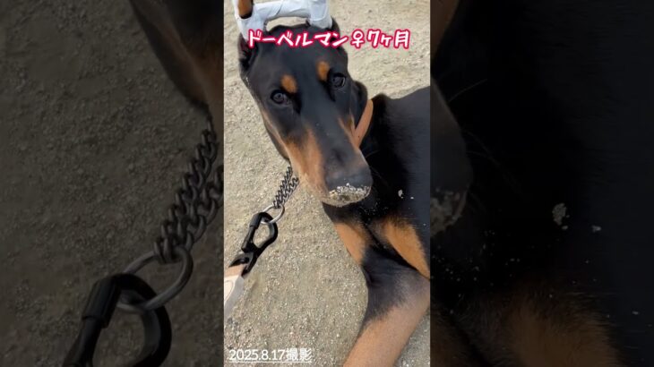 散歩中・・・。#Nina#ドーベルマンニーナ#doberman nina#犬のいる暮らし#ドーベルマン生後7ヶ月♀#しつけ中#ドーベルマン#大型犬との暮らし#可愛い#信頼関係