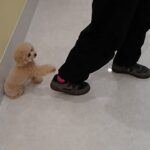 犬の幼稚園 PRIOくんとトレーニング