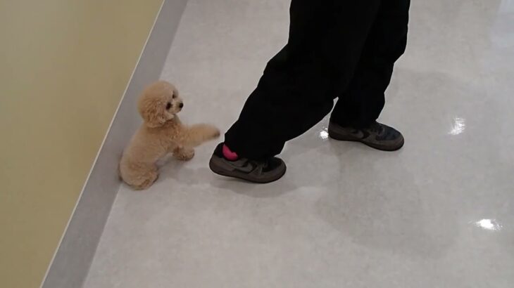 犬の幼稚園 PRIOくんとトレーニング