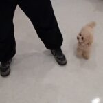 犬の幼稚園 PRIOくんとトレーニング