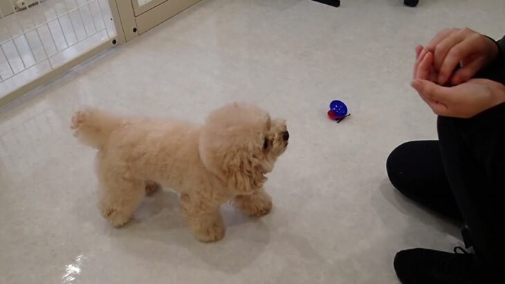 犬の幼稚園 PRIOくんとトレーニング