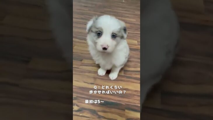 わんこのお散歩デビューQ&A🐶💕 #犬のいる暮らし #お散歩デビュー #ブリーダーナビ