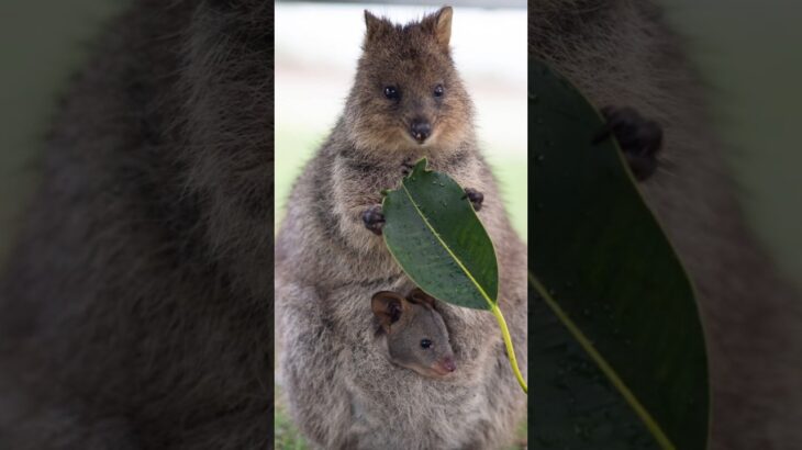 The Quokka: The Cutest Animal on Earth That’s Also a Fighter!