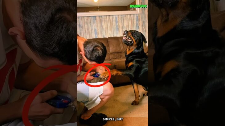 The Secret Fun Behind Dog Nail Trimming 🐾✂️ #dog #rottweiler #belgianmalinois #k9 #dogtraining