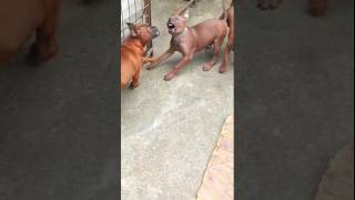 The Thai Ridgeback: The Wild Wolf-Dog Nobody Dares to Tame