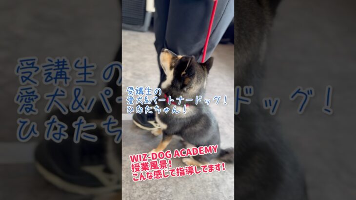 WIZ-DOG ACADEMY授業風景！　ドッグトレーニング編！