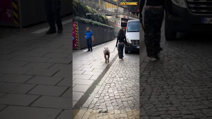 ❌❌❌Walking around town🐕💯❤#malinois #becgie#germanshepherd #doglove #pets #dog #dogtraining #k9