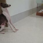 犬の幼稚園 ZITANくんとトレーニング