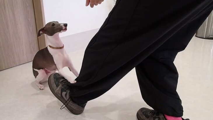 犬の幼稚園 ZITANくんとトレーニング