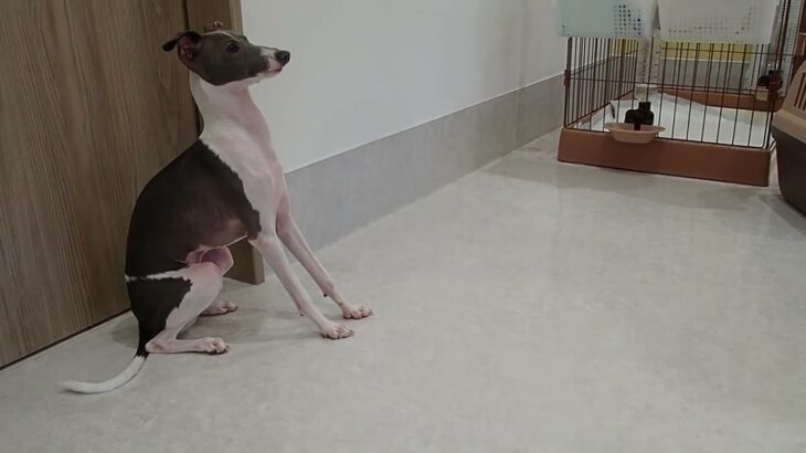 犬の幼稚園 ZITANくんとトレーニング