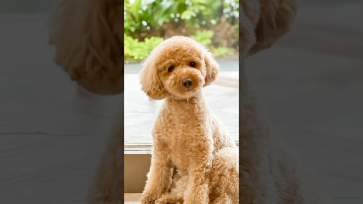 【#apt 】あーぱつあぱつを歌うわんこさん達【#かわいい犬 】トイプードル フレブル スタンダードプードル 白柴 ウェスティ