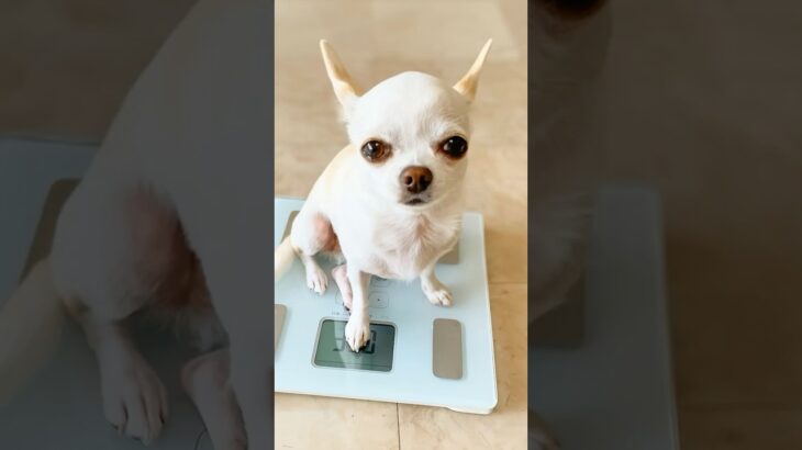 【#apt 】あーぱつあぱつを歌うわんこさん達【#かわいい犬 】ちわわ トイプードル ウエスティ 白柴 ミニチュア・シュナウザー