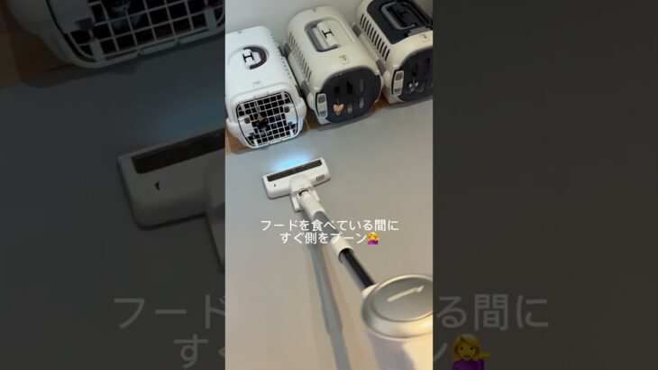 掃除機に噛みつくチワワの扱い方#bgm #チワワ#ちわわ#犬のいる暮らし #犬#癒し#躾#しつけ #犬好きさんと繋がりたい #チワワ多頭飼い