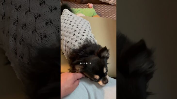 最上級しつけ #チワワ #チワワ大好き #推しをお探しですか #推し活 #可愛い #犬のいる生活 #犬のいる暮らし #癒し #愛犬 #chihuahua