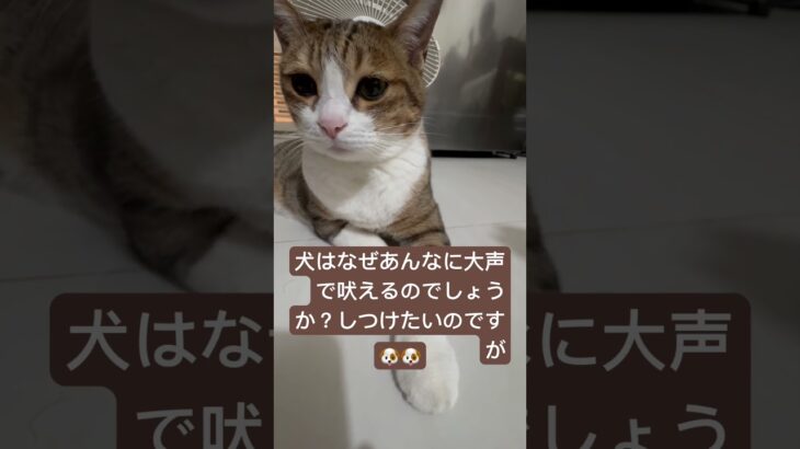 犬はなぜあんなに大声で吠えるのでしょうか？しつけたいのですが#cute #cat 🙉🙉🙉🙉