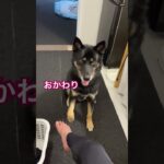 ココロのしつけ#dog #柴犬 #犬 #しつけ