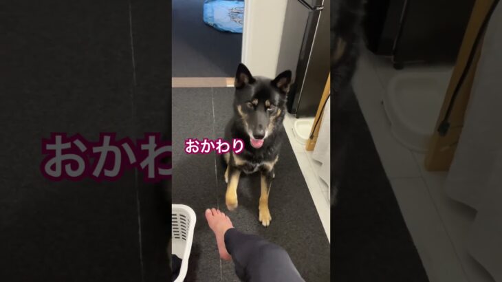 ココロのしつけ#dog #柴犬 #犬 #しつけ