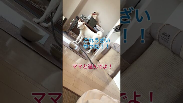 ママがうざいんですぅ #犬 #dog #犬のいる生活 #トレーニング #しつけトレーニング
