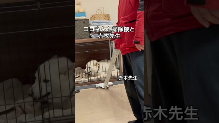 掃除機とココさんと赤木先生 #掃除機 #犬 #トレーニング #しつけトレーニング #dog