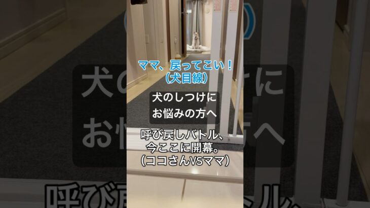 呼び戻しバトル、今ここに開幕。ココさんとママのトレーニング奮闘記 #犬 #トレーニング #しつけ #dog