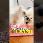 噛む子にこの対応は逆効果です！#犬のいる暮らし #dog #shorts