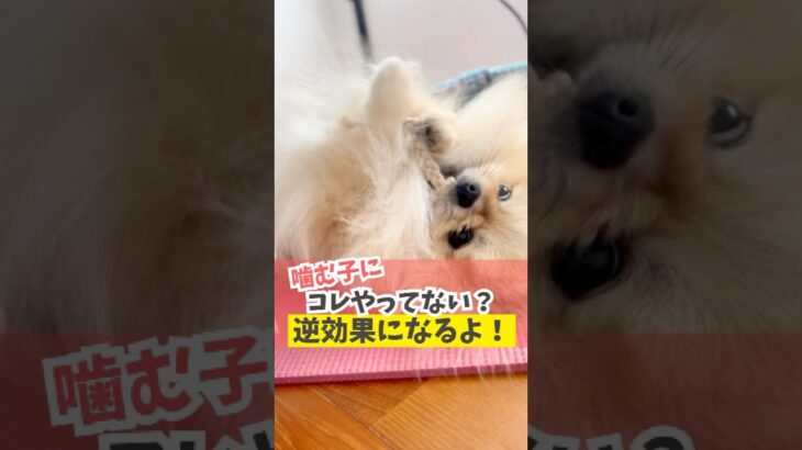噛む子にこの対応は逆効果です！#犬のいる暮らし #dog #shorts