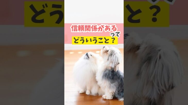 犬と信頼関係が大事って、どういうこと？#犬のいる暮らし #dog #shorts