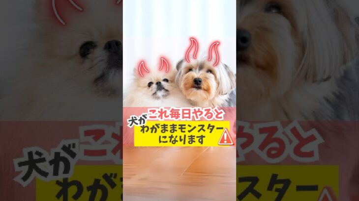 コレ毎日やると犬がモンスターに♪#犬のいる暮らし #dog #shorts